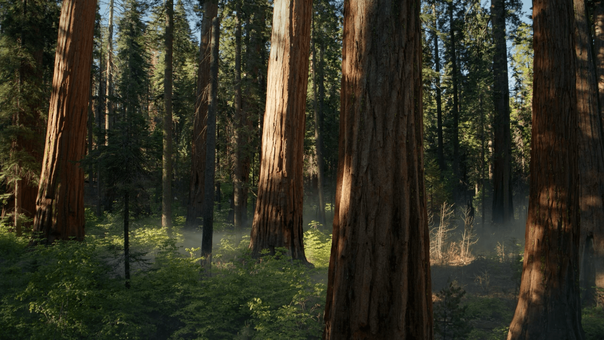 Sequoia Forest